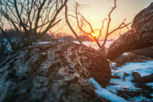 Sunset view of a fallen tree on the beach of the frozen river Elbe in Geesthacht near Hamburg Sunset view of a fallen tree on the beach of the frozen river Elbe in Geesthacht near Hamburg